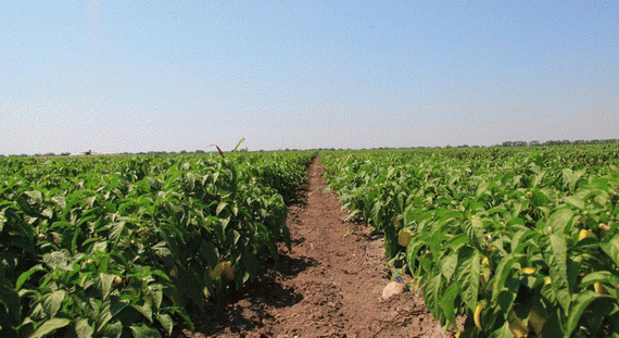 Беладонна F1 семена перца сладкого (Seminis / Семинис) – фото 4