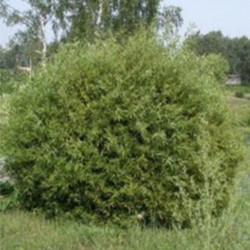 Ива Флейм C20 80-100
