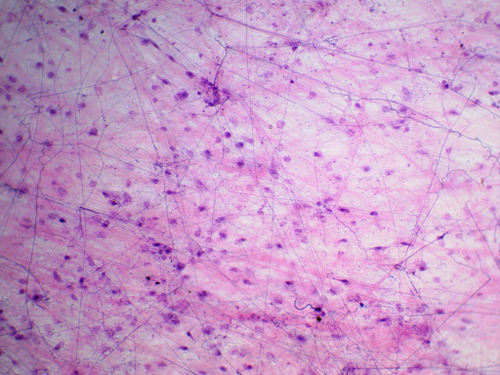 Видеоокуляр для микроскопа ToupCam UCMOS05100KPA
