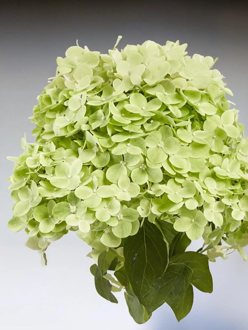 Гортензия метельчатая Пантера