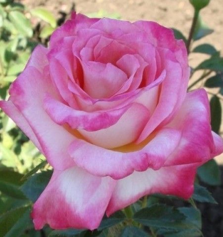 Роза чайно-гибридная Дуэт