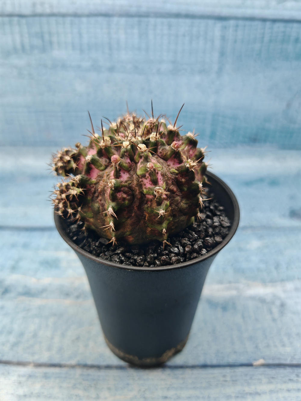 Gymnocalycium T-Rex Pink hybride (Гимнокалициум)