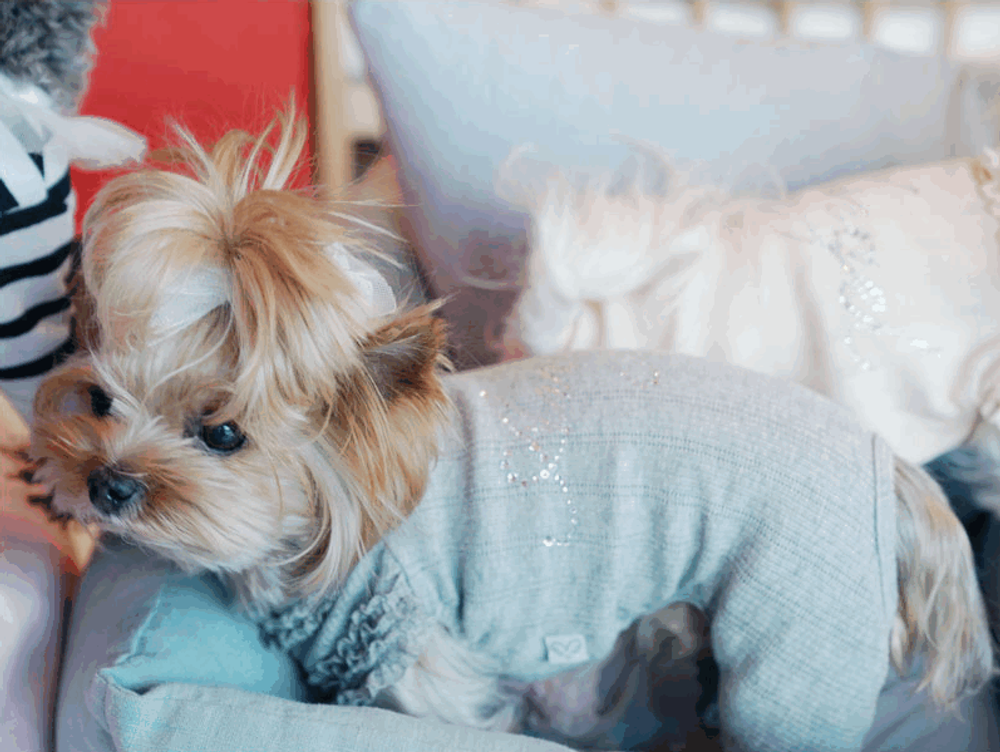 068 Пижама для собак "Sweetie BebeAngels"