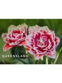 Тюльпаны пионовидные ,луковицы сорт QUEENSLAND (4 штуки)