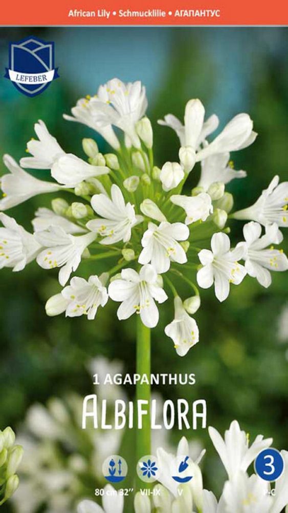 Агапантус &quot;Albiflora&quot;, Нидерланды.