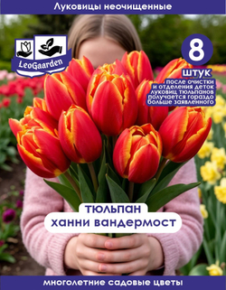 Тюльпан Луковица цветов, Хенни Ван Дер Мост, 8 шт
