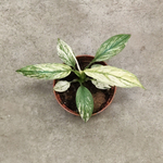 Спатифиллум Сенсация Вариегатная