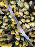 Тюльпаны классика - лимонный цвет