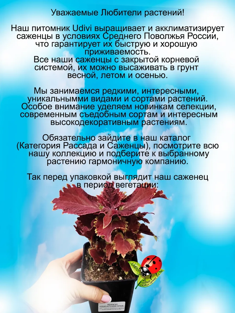 Колеус Камчатский краб вегетативный