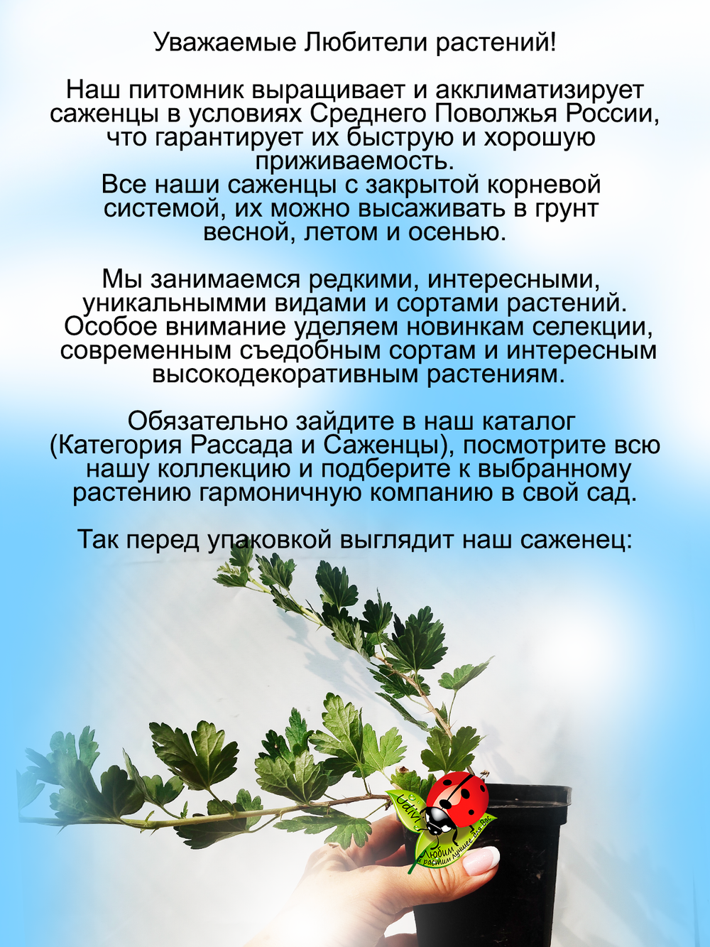 Крыжовник Медовый желтый сладкий