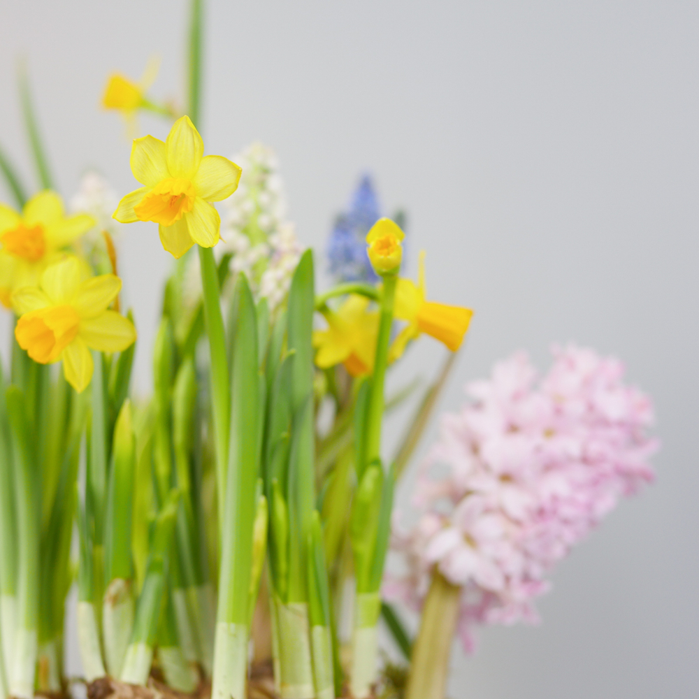 Композиция с первоцветами в розовой корзине