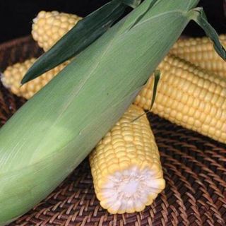 Кукуруза сахарная Оватонна F1 5 грамм