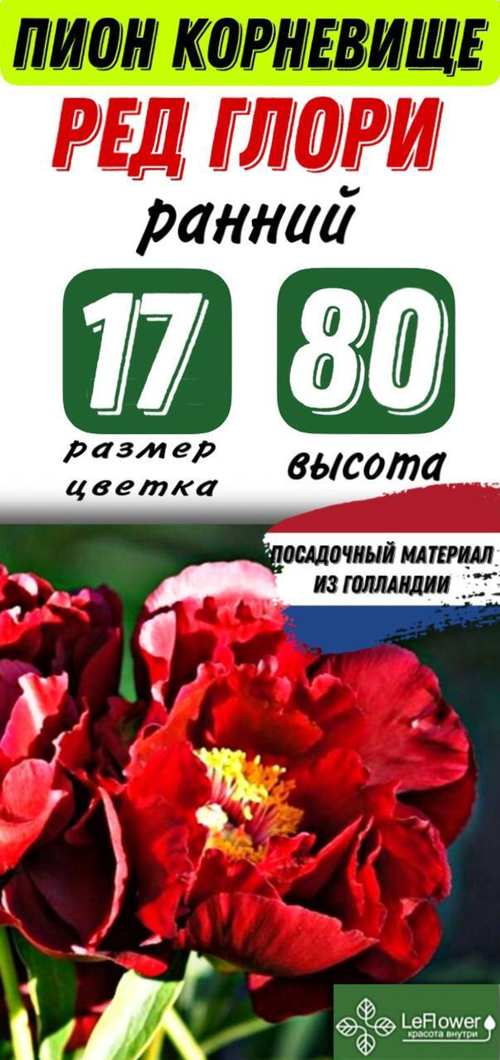Пион Корневище, Ред Глори, 3+ почек, 1шт