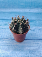 Gymnocalycium Friedrichii (Гимнокалициум)