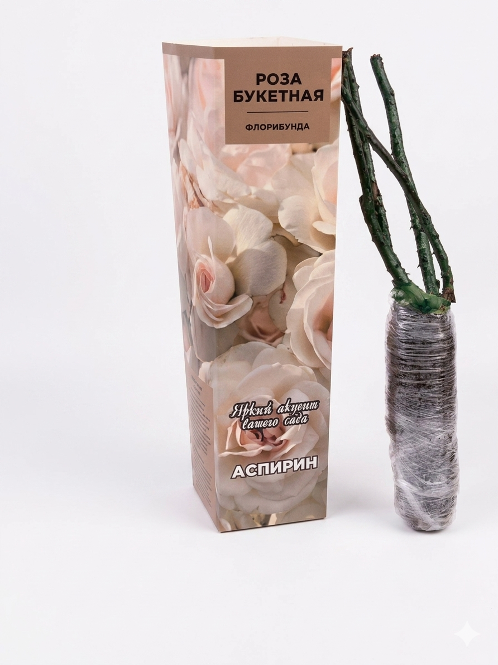 Саженцы роз Asperine ш10 в37