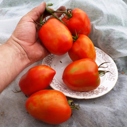 Помидоры Бочковой Засол