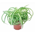 Хлорофитум "Bonnie"