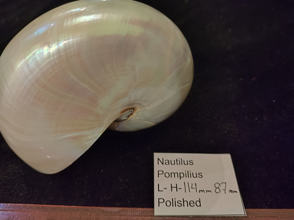 Наутилус Помпилиус "90-130мм" полирован