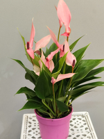 Антуриум Лили