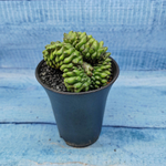 Gymnocalycium Spineless Crested form (Гимнокалициум Кристатный)