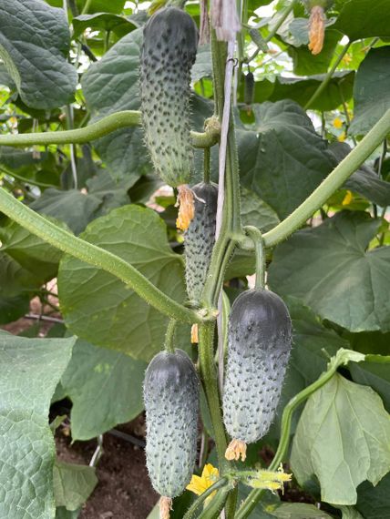 Ромара F1 семена огурца партенокарпич Rijk Zwaan-Райк Цваан отзывы