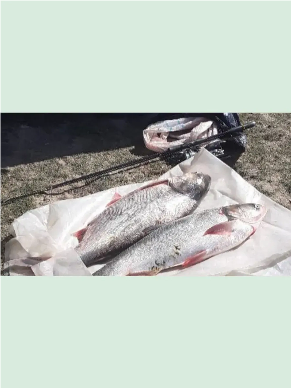 Леска монофильная