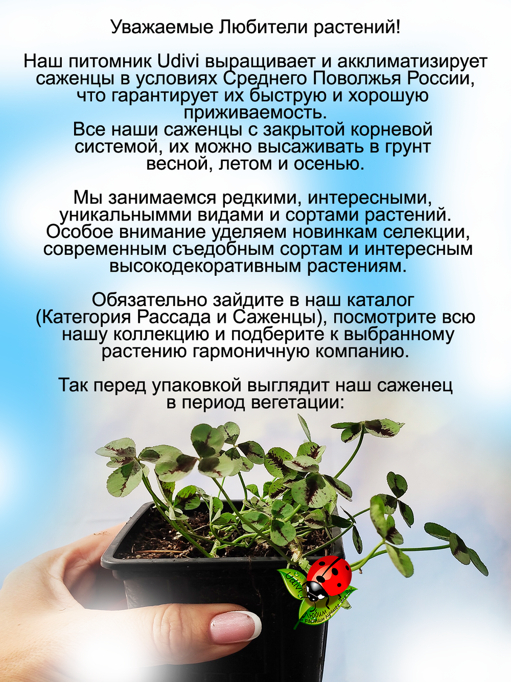 Клевер вариегатный Кровь Дракона Dragon Blood пёстролистный