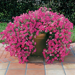 П31 Петуния Тайдал Wave hot pink