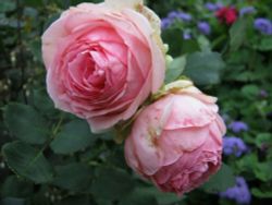 Фест Леди (First Lady)