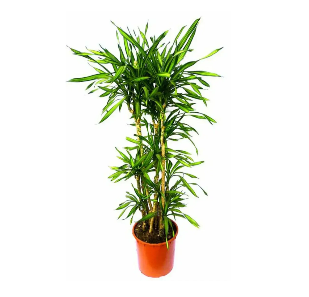 Драцена Рики Карусель