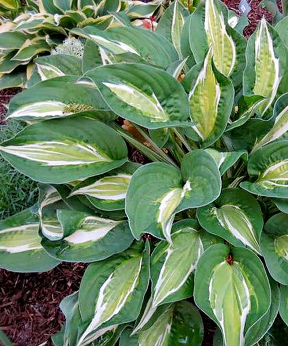 Хоста Снейк Айс С2