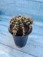 Gymnocalycium T-Rex Pink hybrid (Гимнокалициум T-rex)