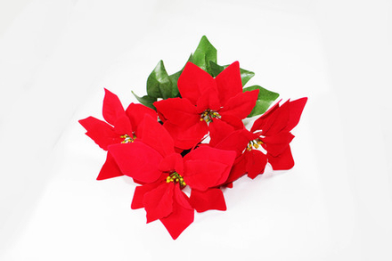 Букет пуансеттии бархат