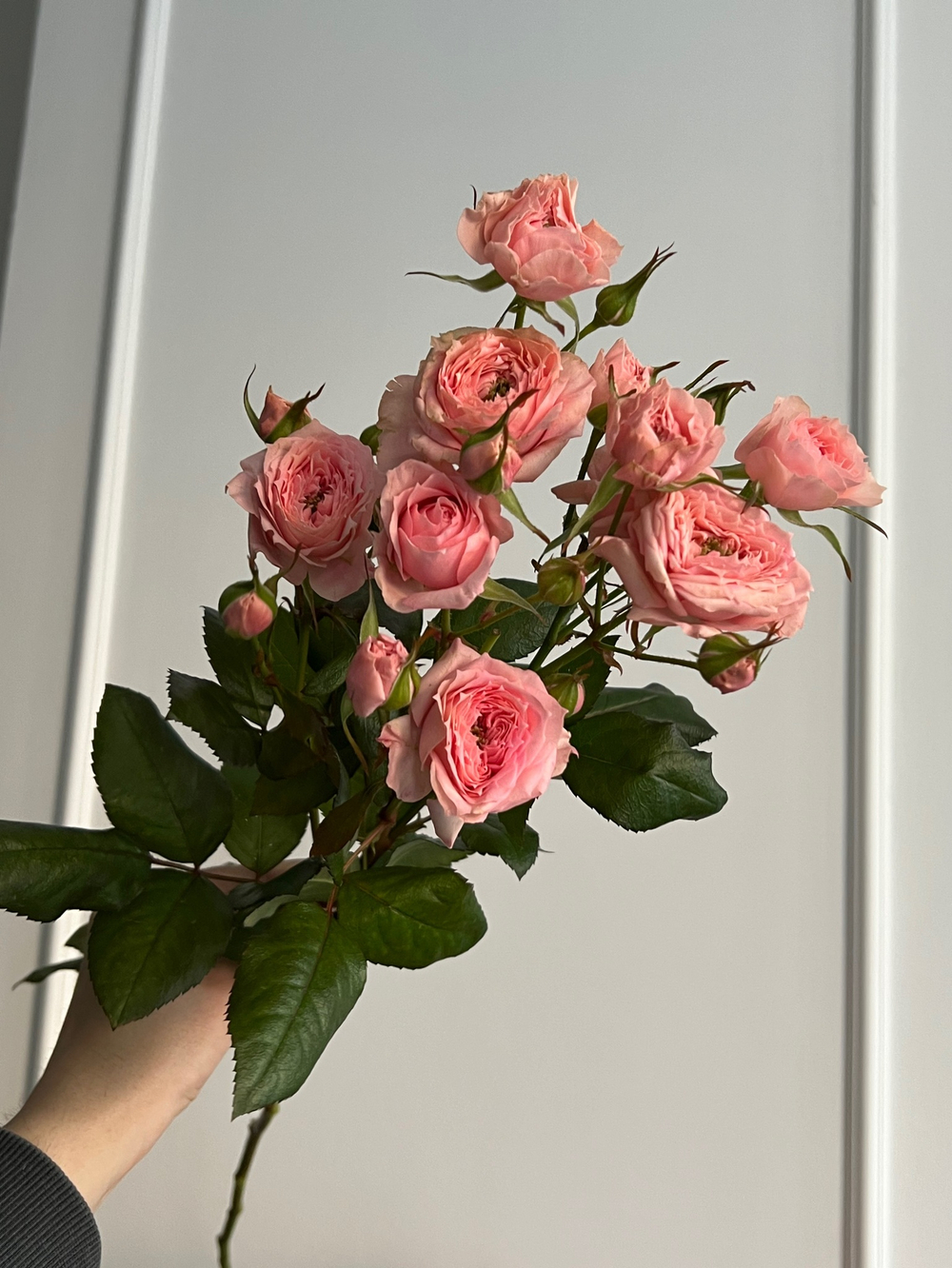 Пионовидная кустовая роза в персиковом оттенке