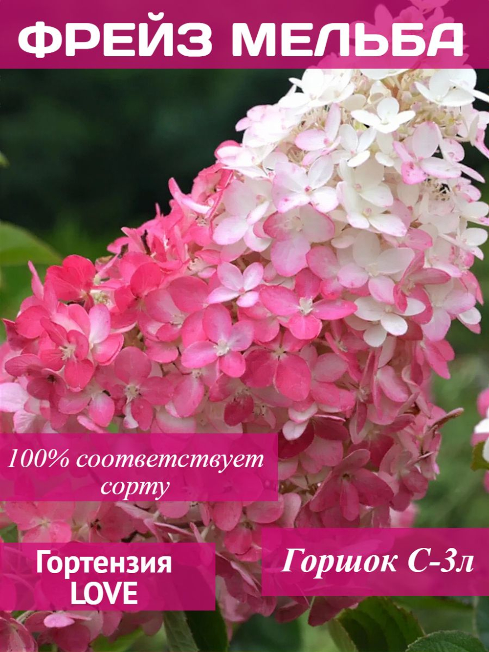 Фрайз Мельба гортензия метельчатая