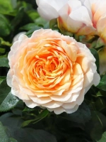 Роза плетистая Джинджер Селлибаб