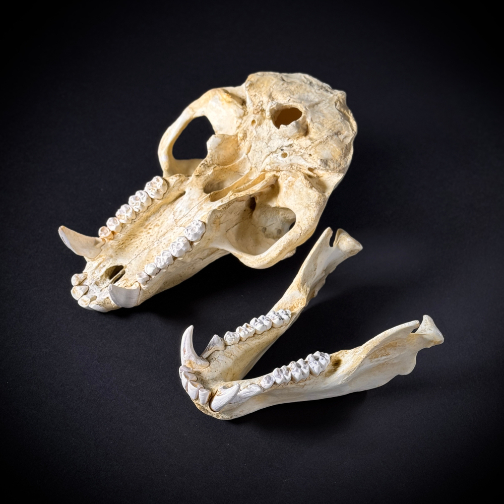 Череп бабуина из пластика