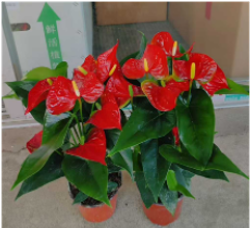 Антуриум Red Spots д.12