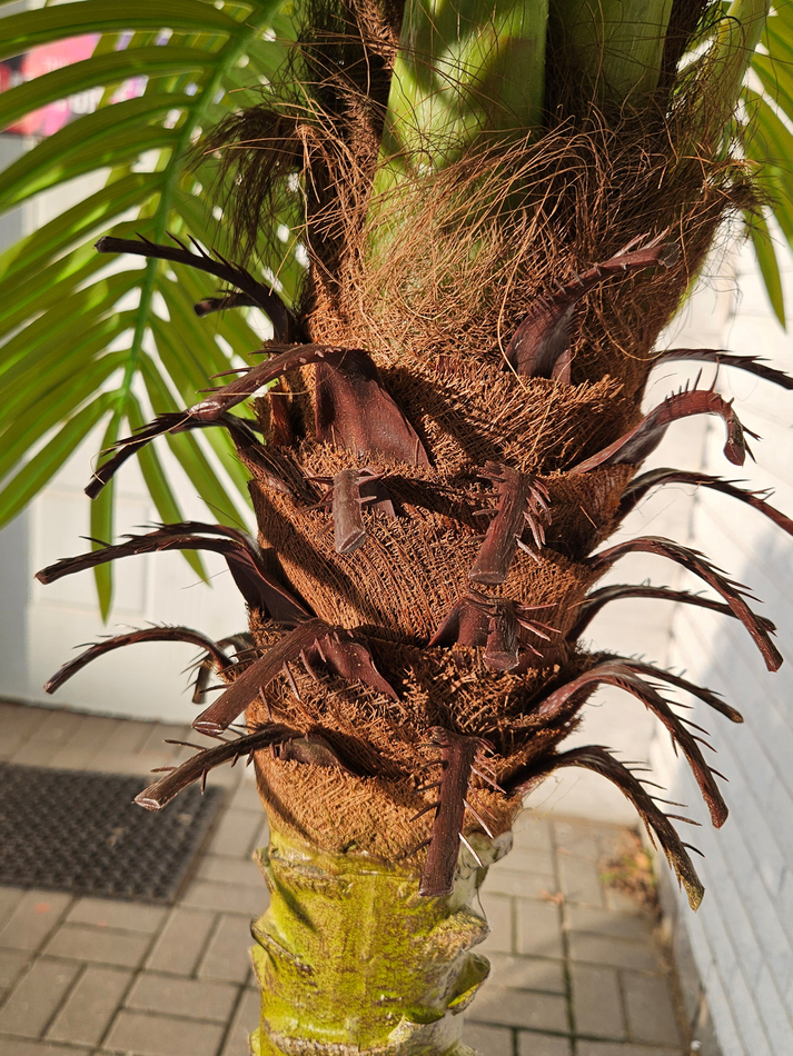 Пальма Финиковая искусственная 250см в кашпо