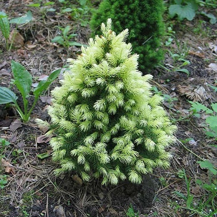 Ель канадская Дейзи Вайт