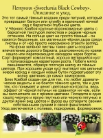 Петуния Чёрный Ковбой светуния Блэк Ковбой