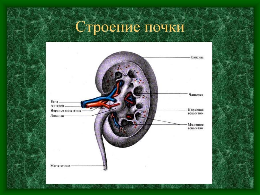 Почка в разрезе (модель) — купить по ФГОС | Учебный стандарт Почка в разрезе (модель) — купить по ФГОС | Учебный стандарт