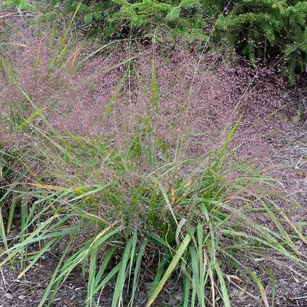 Полевичка видная. Eragrostis spectabilis.