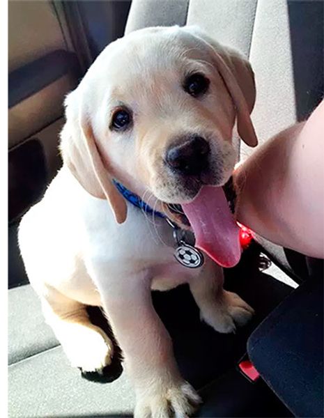 Как перевозить собаку в транспорте? Как перевозить собаку в транспорте?