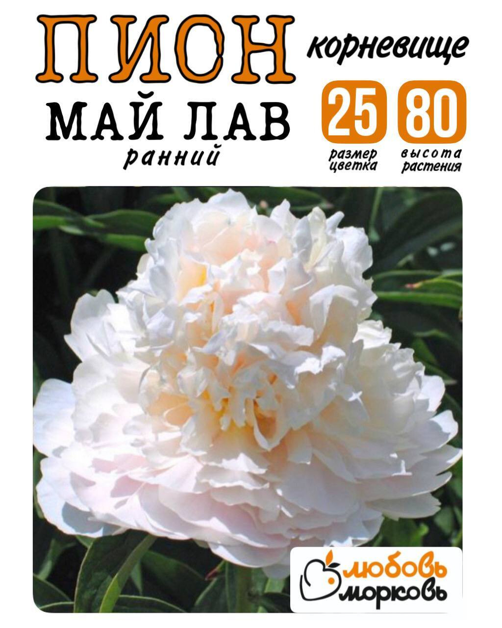 Пион Корневище, Май Лав, 1-3почки, 1шт (Любовь Морковь)