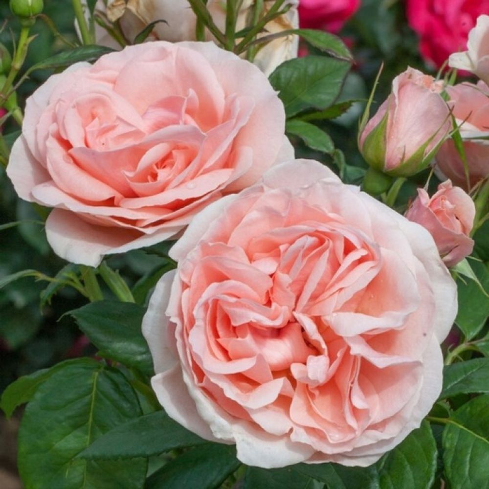 Донателла (Donatella)