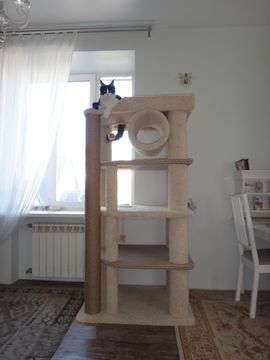 Дом для кота И-258 (мейн-кун)