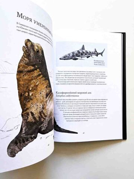 Океан и его обитатели