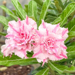 Адениум KHAMO MAI