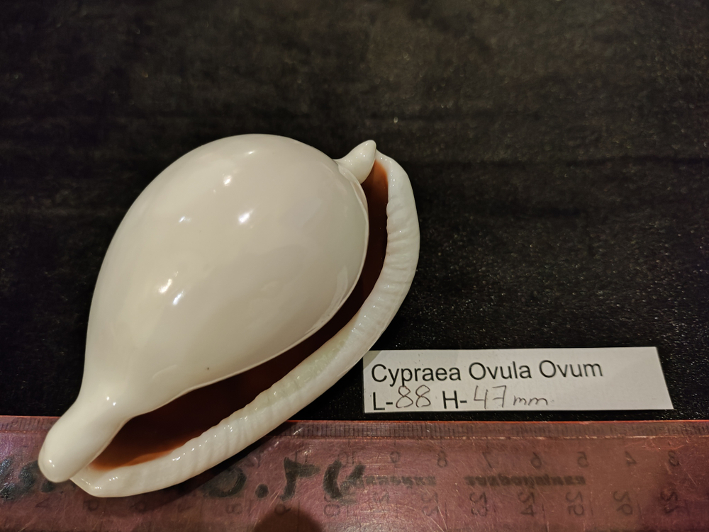 Ципрея Овула Овум 85-90мм
